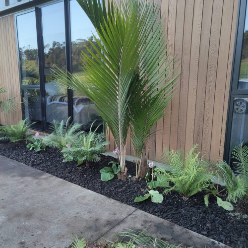 Mulched Fern & Palm Border - After