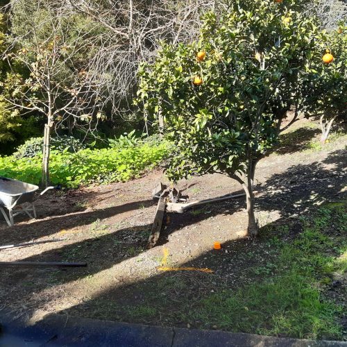 Rough Ground Under Citrus - Before