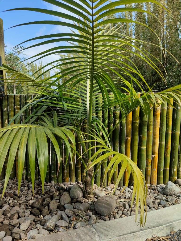 Planting and garden bed project