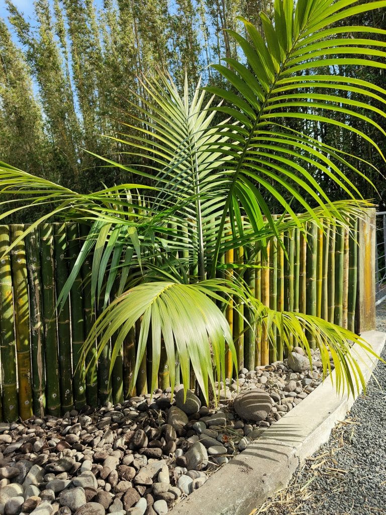 Planting and garden bed project